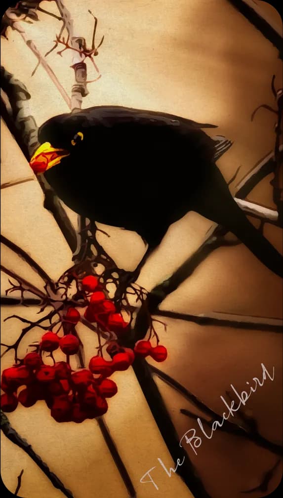 A blackbird holding a red berry in its mouth, perched on a tree of berries.