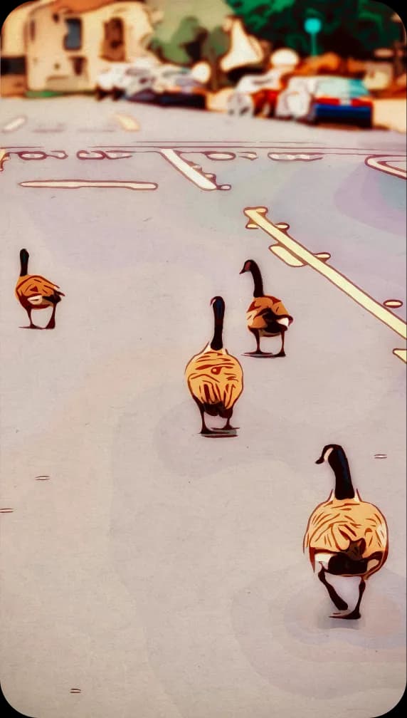 Canada Geese in the middle of a street.