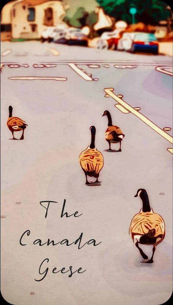 Canada Geese in the middle of a street.