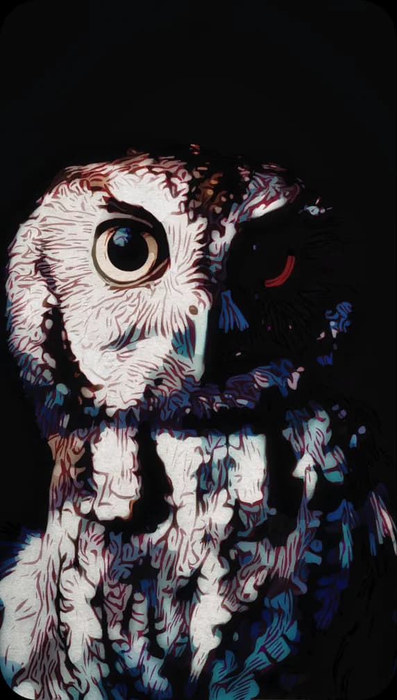 The Eastern Screech Owl: Portrait of a lunatic.