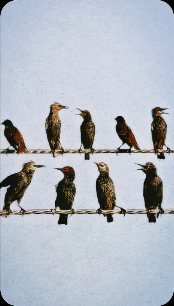 Eight starlings sitting on telephone wires, largely arguing. Label: The 23rd Siege Platoon.